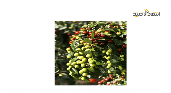 عناب و خواص آن