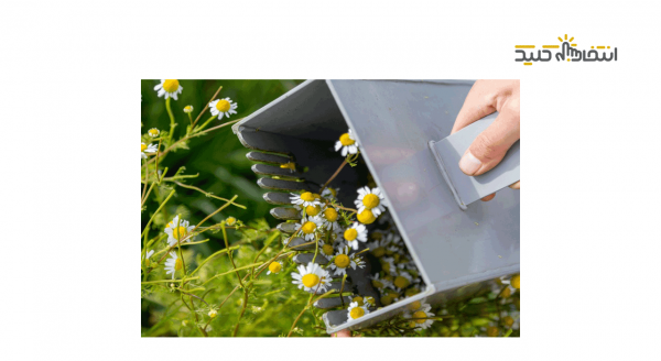 چیدن بابونه