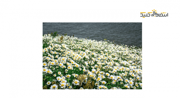 گیاه بابونه و خواص آن